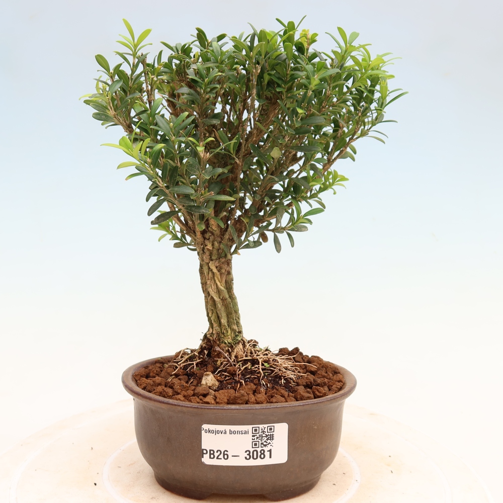 Bonsaï de chambre - Buxus harlandii - buxus liège