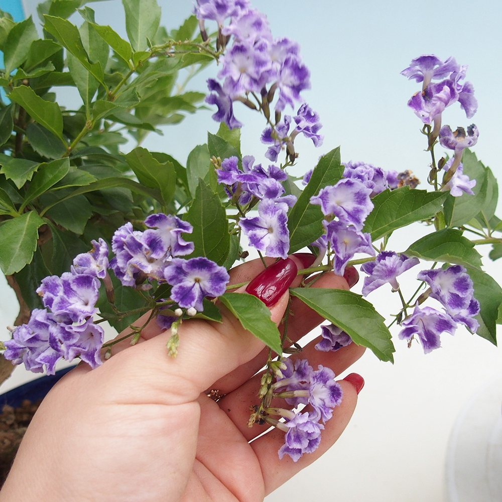 Bonsaï de chambre - Duranta repens -Duranta