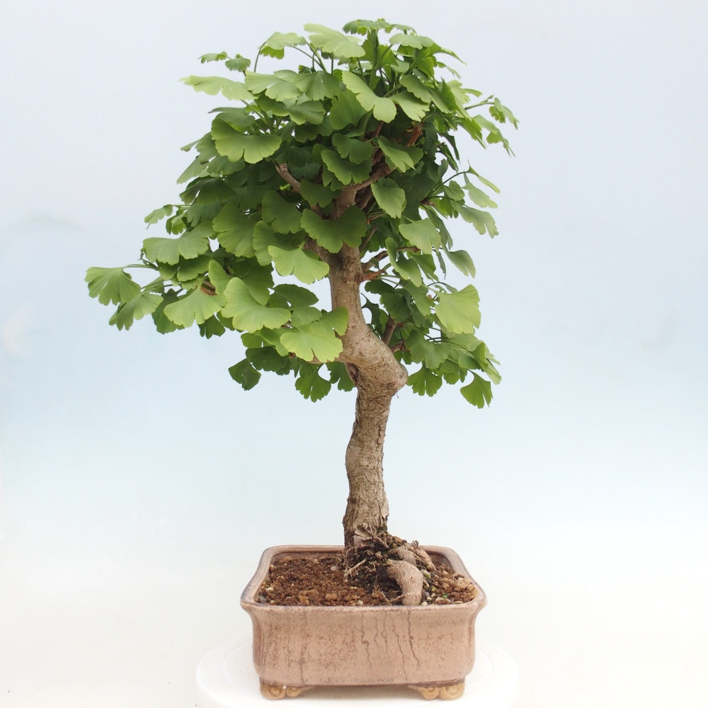 Bonsaïs d'extérieur - Ginkgo biloba - Ginkgo biloba