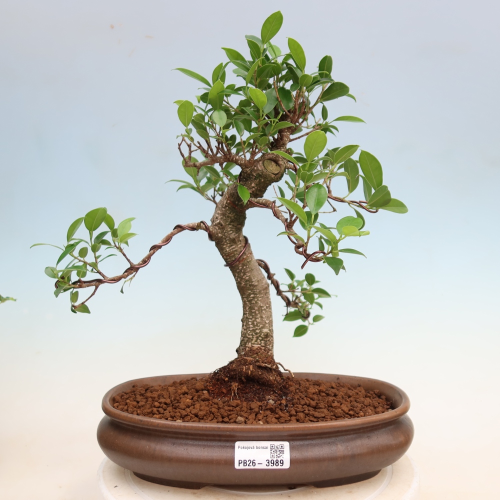 Salle bonsaï - Ficus kimmen - ficus à petites feuilles