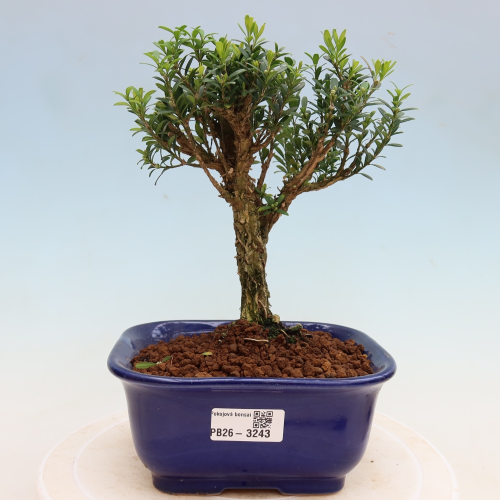 Bonsaï de chambre - Buxus harlandii - buxus liège