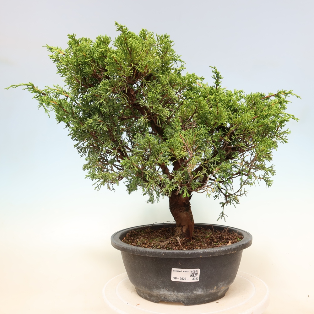 Bonsaï d'extérieur - Juniperus chinensis Itoigawa-Juniperus chinensis