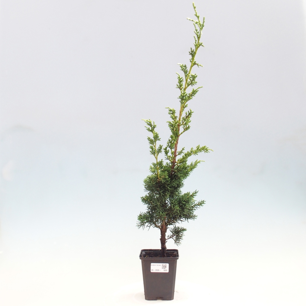 Bonsaï d'extérieur - Juniperus chinensis Kishu