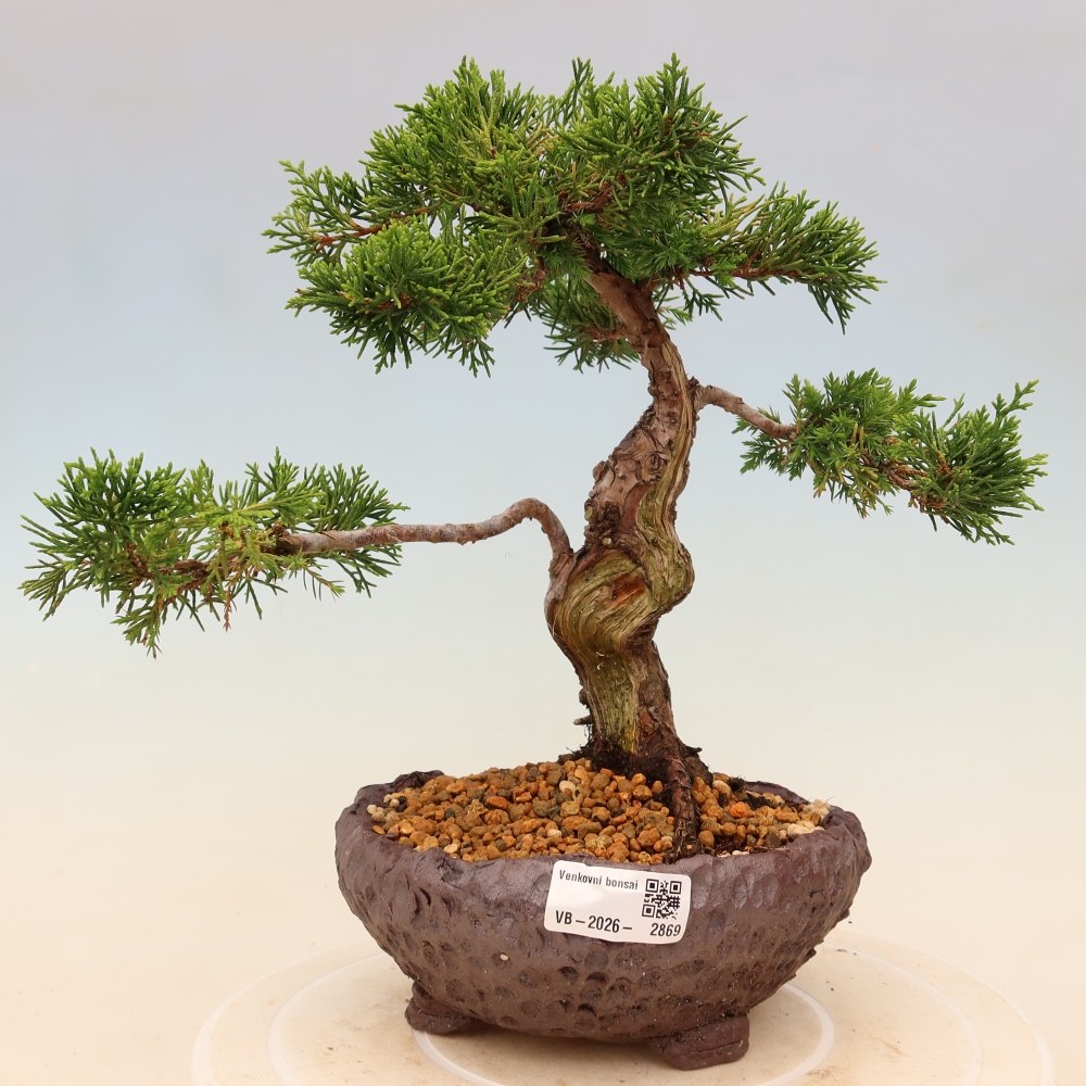 Bonsaï d'extérieur - Juniperus chinensis Itoigawa