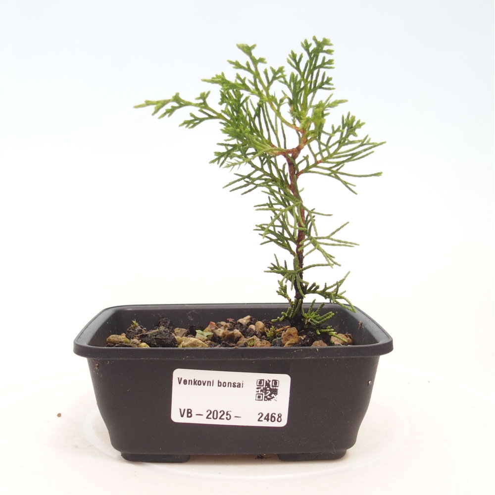 Bonsaï d'extérieur - Juniperus chinensis Itoigawa