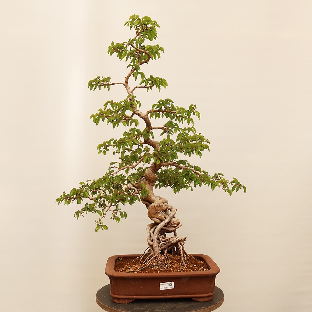 Bonsaï d'extérieur -Carpinus Coreana - Charme de Corée