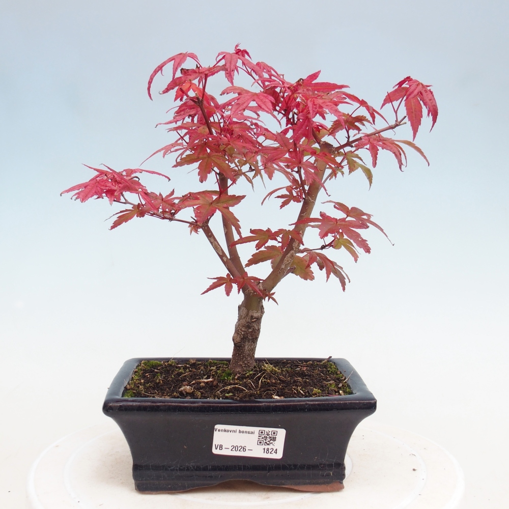 Bonsaï d'extérieur - Acer palmatum DESHOJO