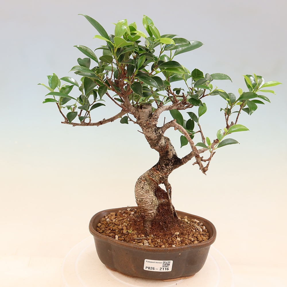 Salle bonsaï - Ficus retusa - ficus à petites feuilles