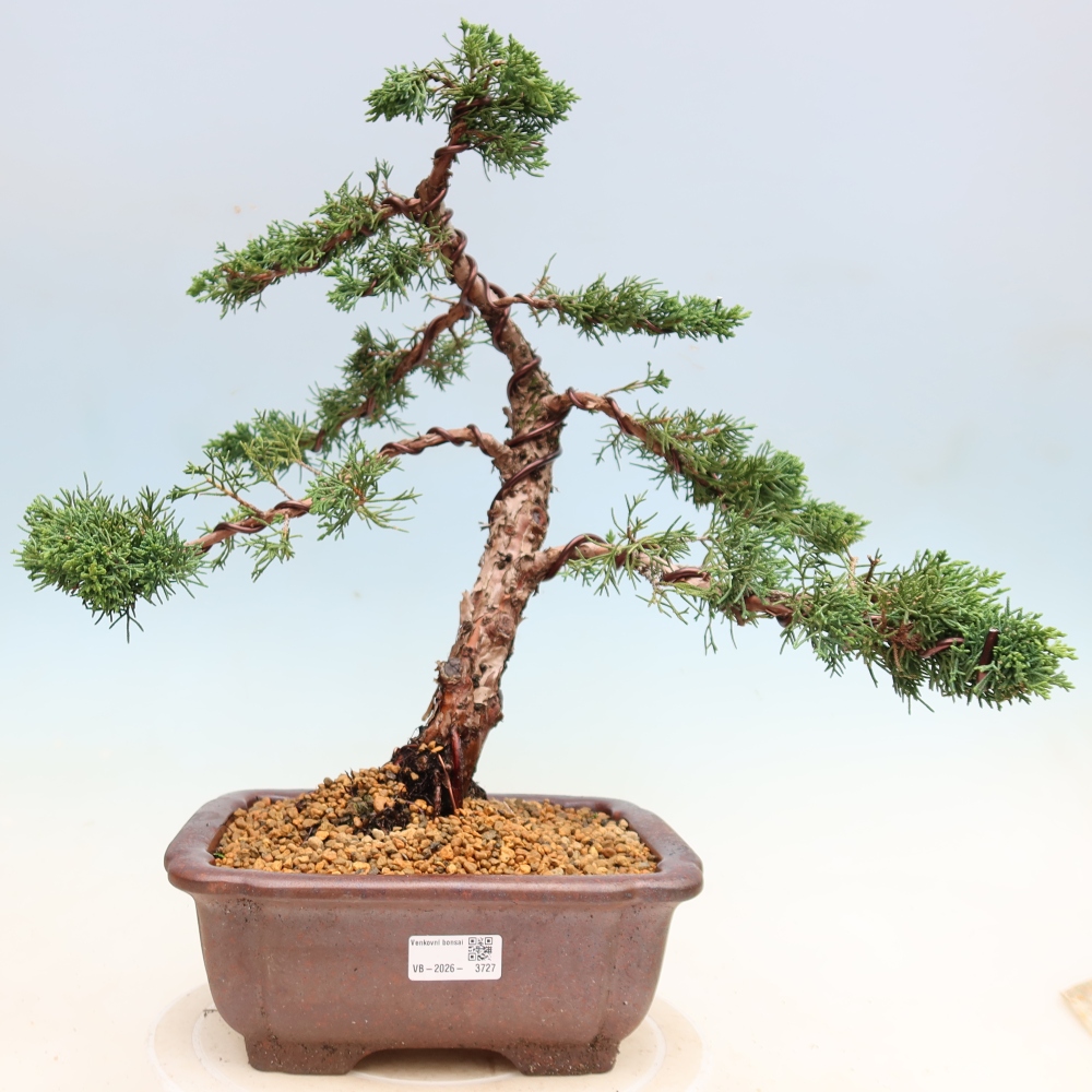 Bonsaï d'extérieur - Juniperus chinensis Kishu
