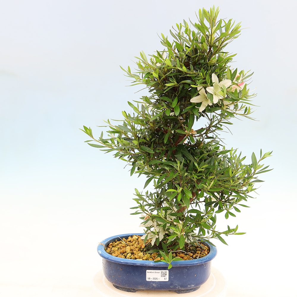 Bonsaï d'extérieur - Azalée japonaise - Azalea Hakurin