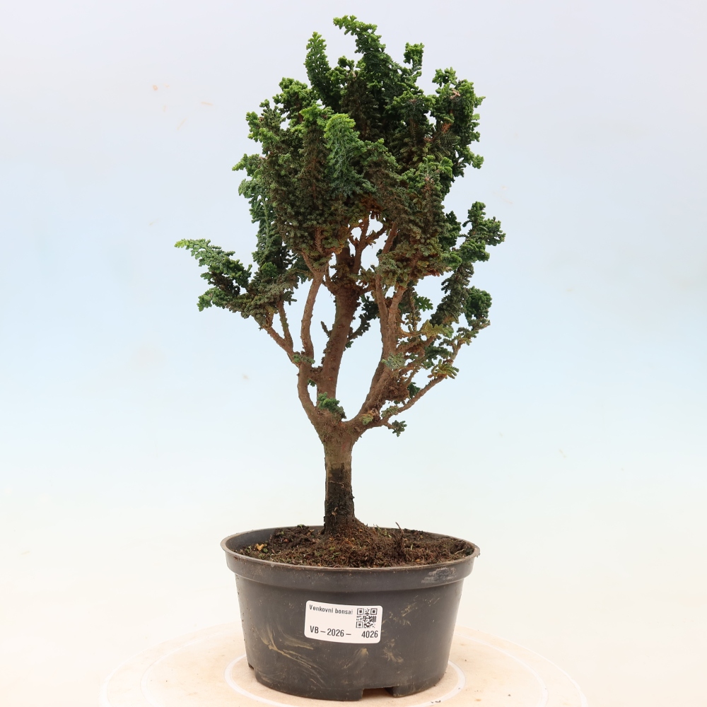 Bonsaï d'extérieur - Cham. obtusa SEKKA HINOKI - Cyprès