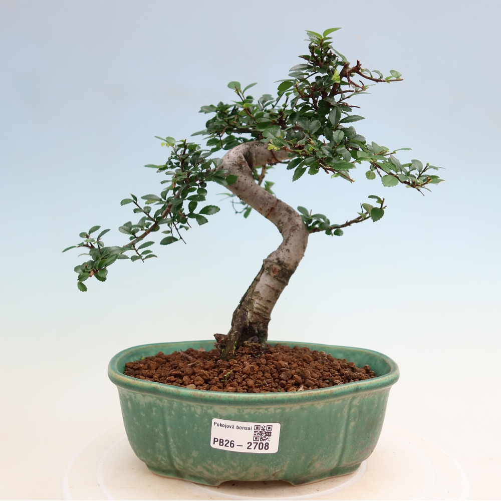 Bonsaï de chambre - Ulmus parvifolia - Orme à petites feuilles