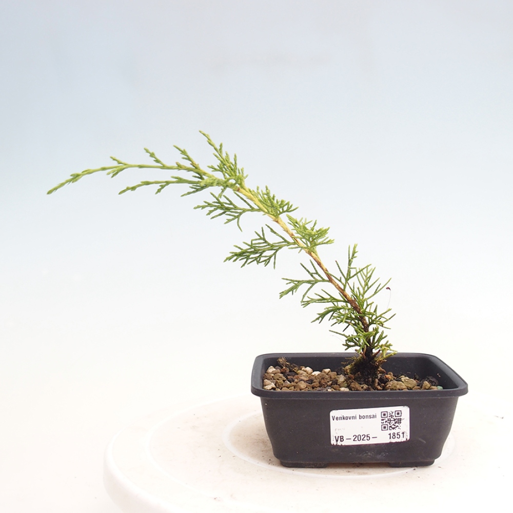Bonsaï d'extérieur - Juniperus chinensis Itoigawa