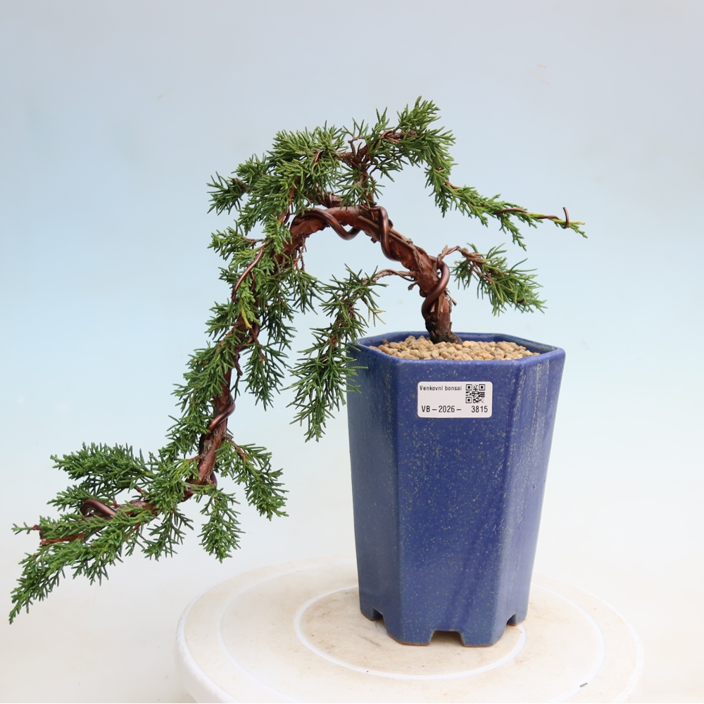 Bonsaï d'extérieur - Juniperus chinensis Kishu