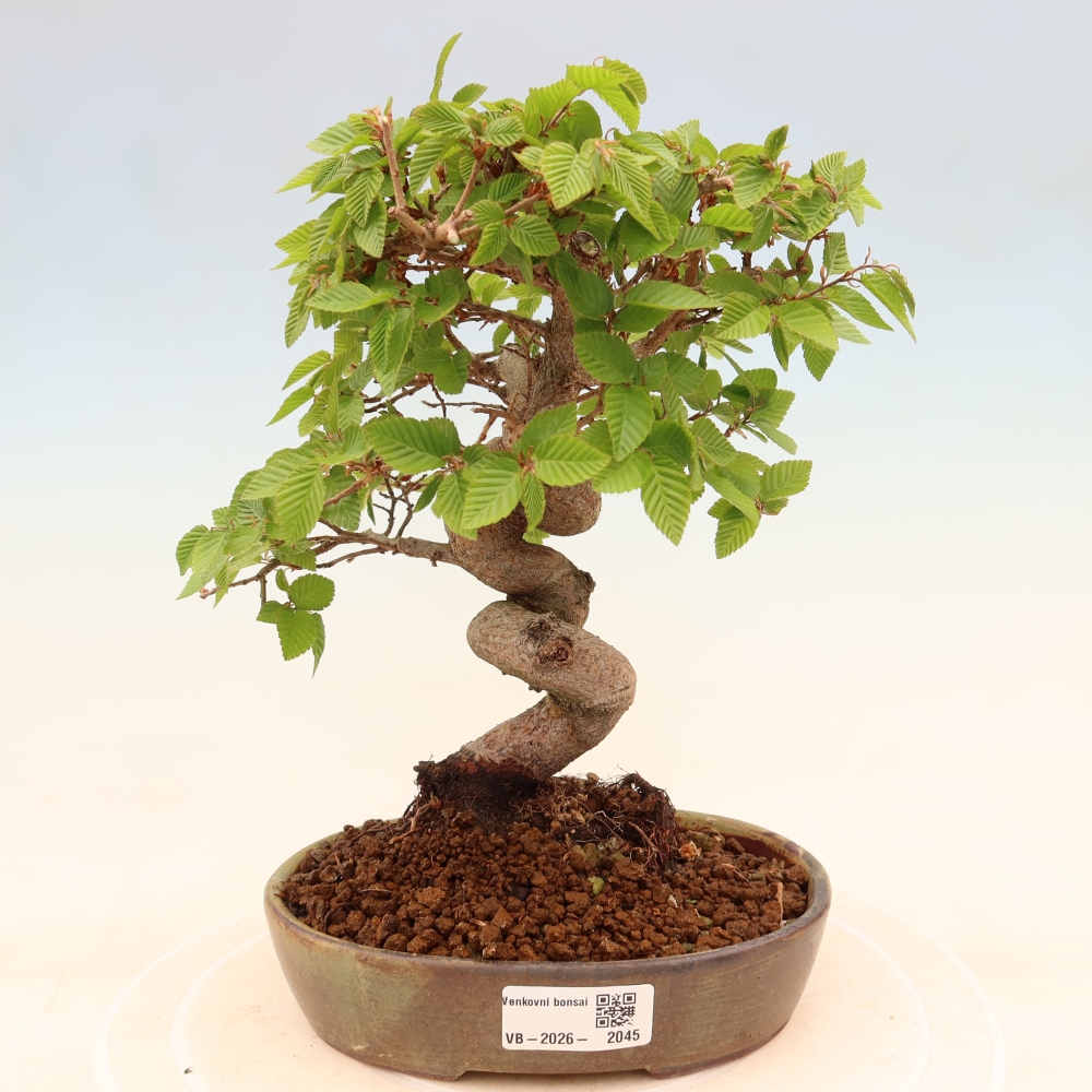 Bonsaï d'extérieur -Carpinus Coreana - Charme de Corée