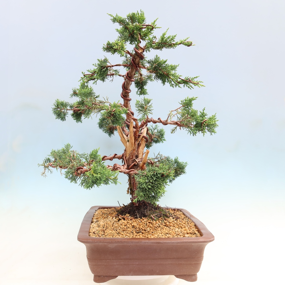Bonsaï d'extérieur - Juniperus chinensis Kishu