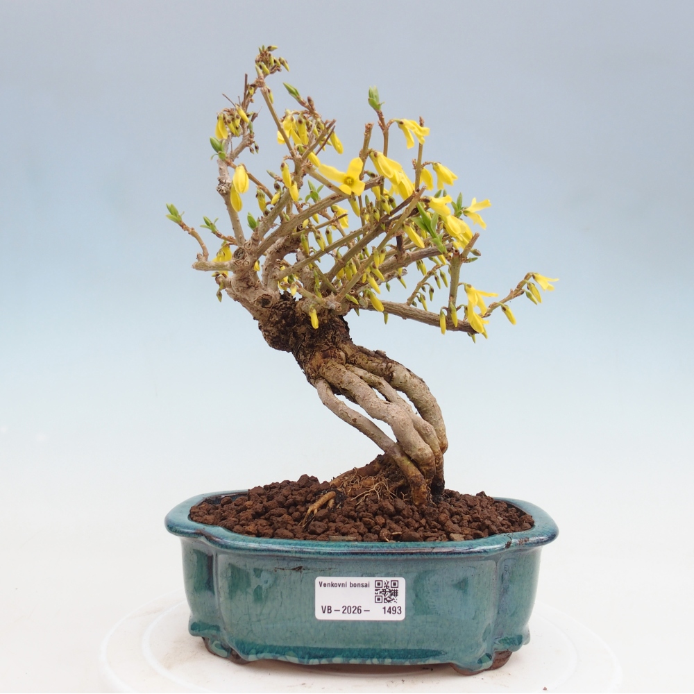Bonsaï d'extérieur - Zlatice - Forsythia koreana
