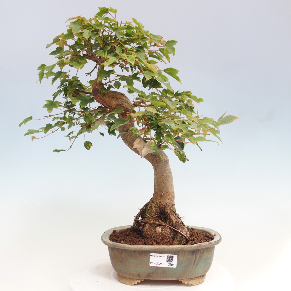 Bonsaï d'extérieur - Acer Buergerianum - Burger Maple