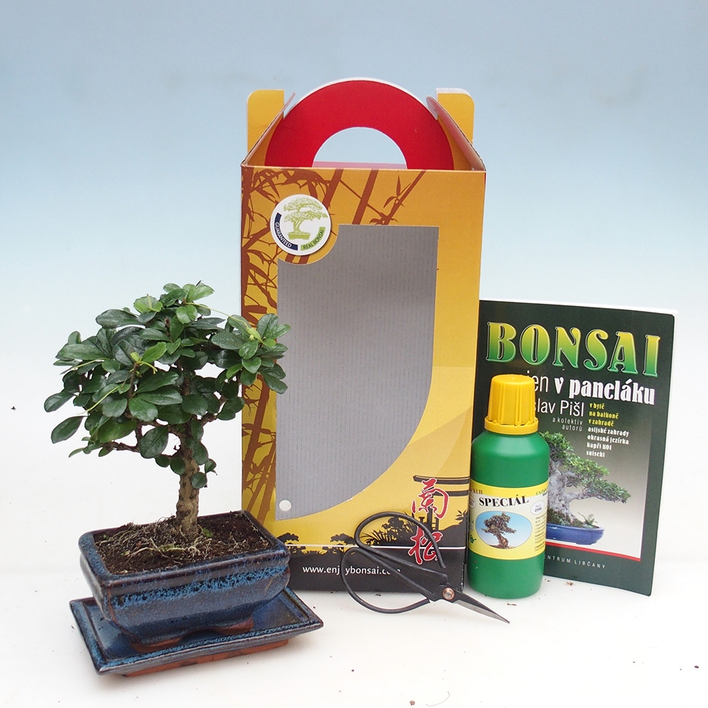 Bonsaï de chambre en boîte cadeau Carmona microphylla - Tea fuki