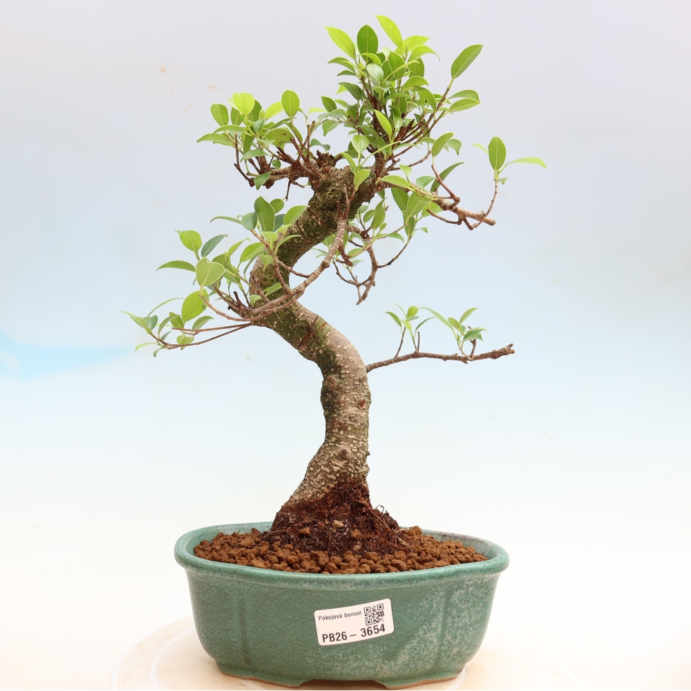 Salle bonsaï - Ficus kimmen - ficus à petites feuilles