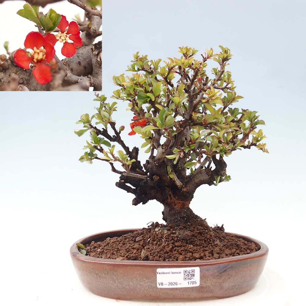 Bonsaï d'extérieur - Chaneomeles speciosa - Coing