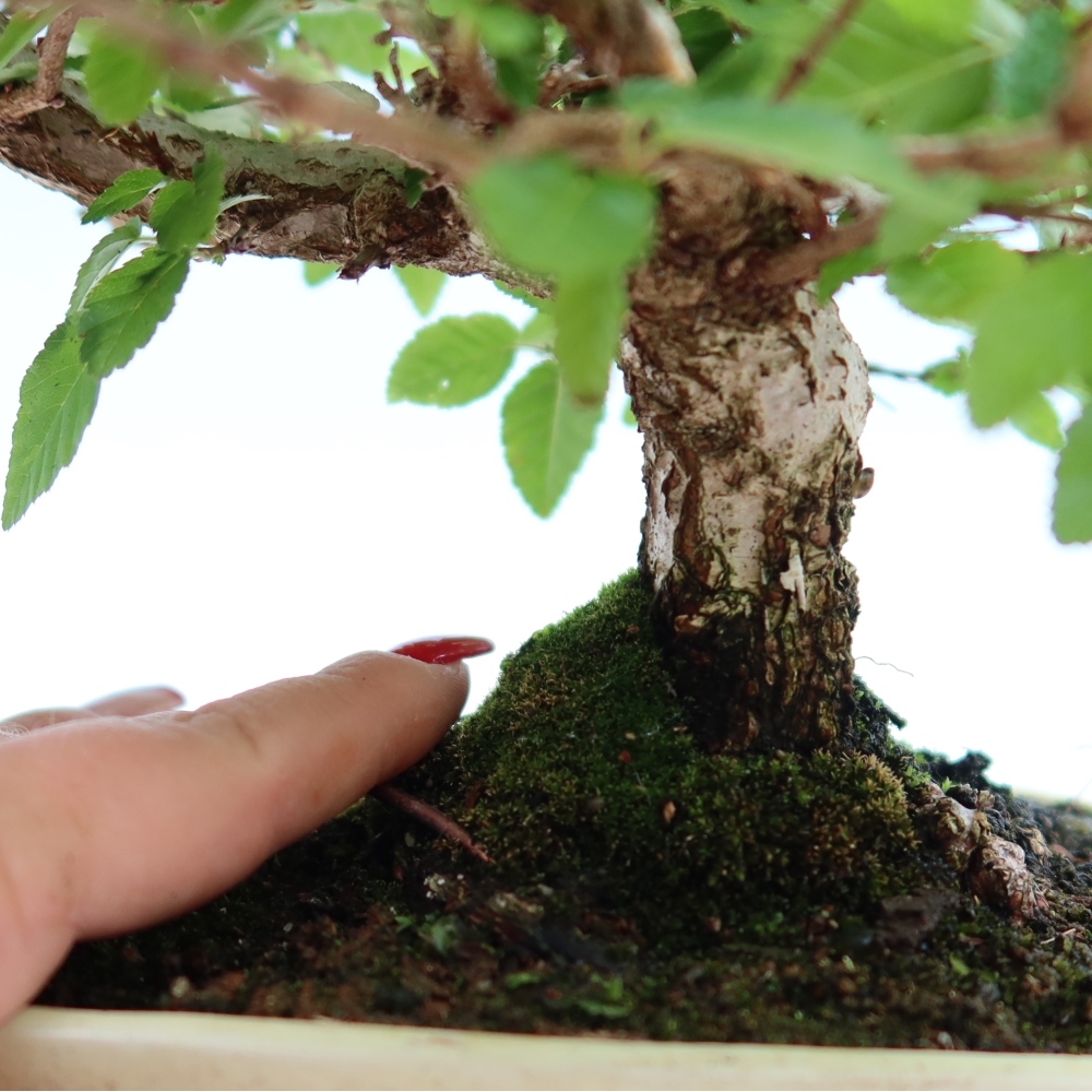 Bonsaï d'extérieur -Carpinus Coreana - Charme de Corée