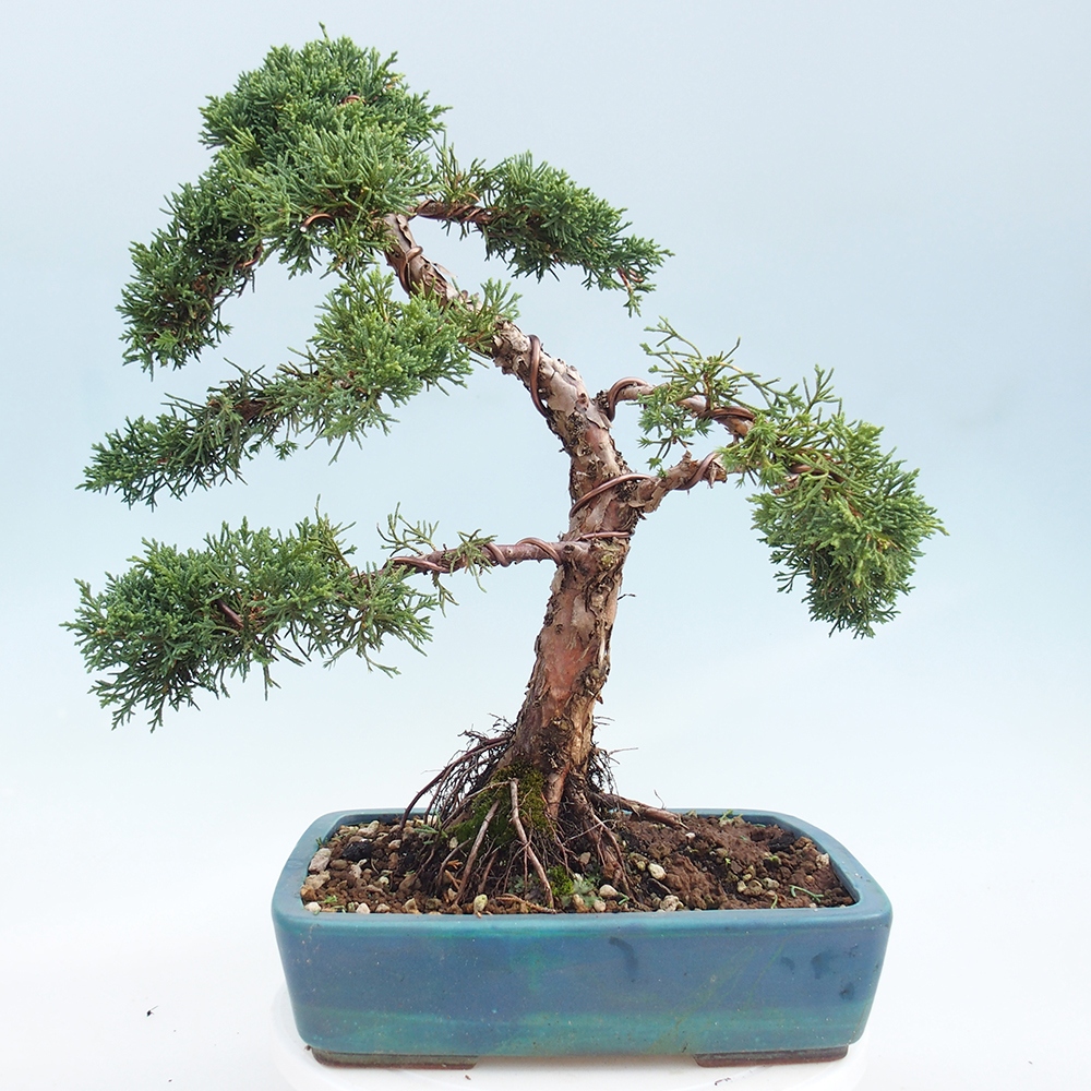 Bonsaï d'extérieur - Juniperus chinensis Kishu