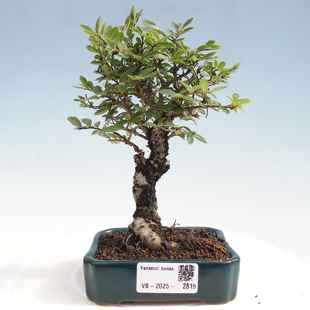 Bonsaï d'extérieur - Zelkova - Zelkova NIRE
