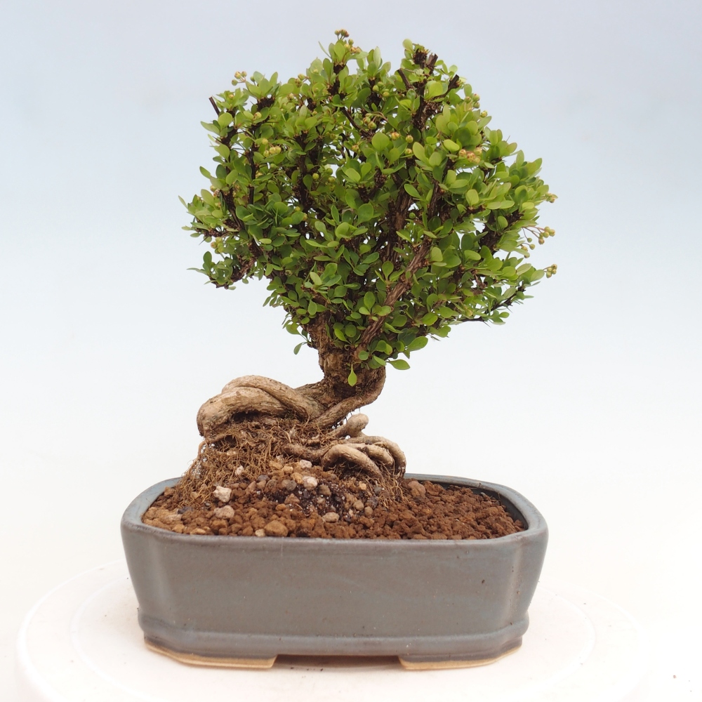 Bonsaï d'extérieur - Berberis coreana