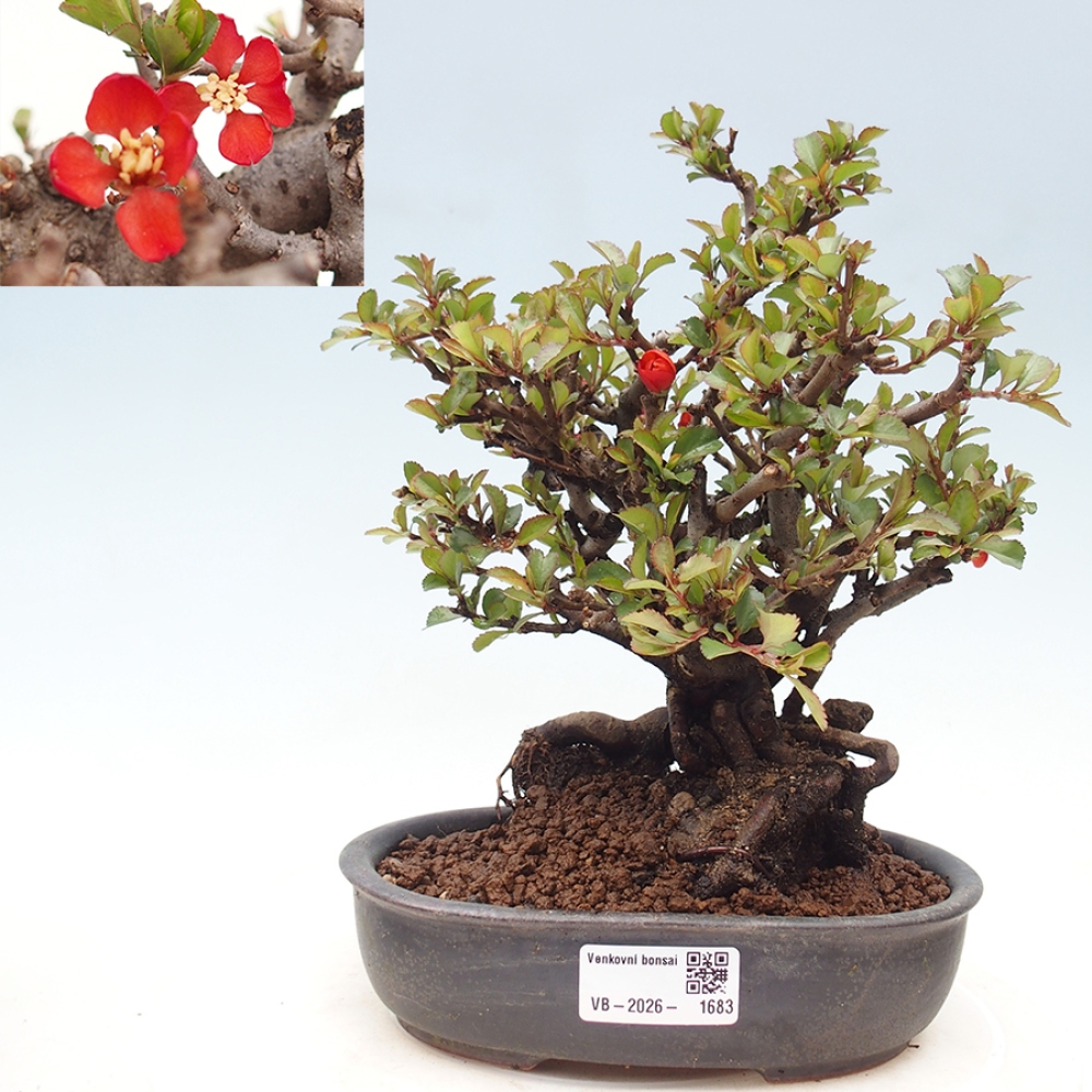Bonsaï d'extérieur - Chaneomeles speciosa - Coing