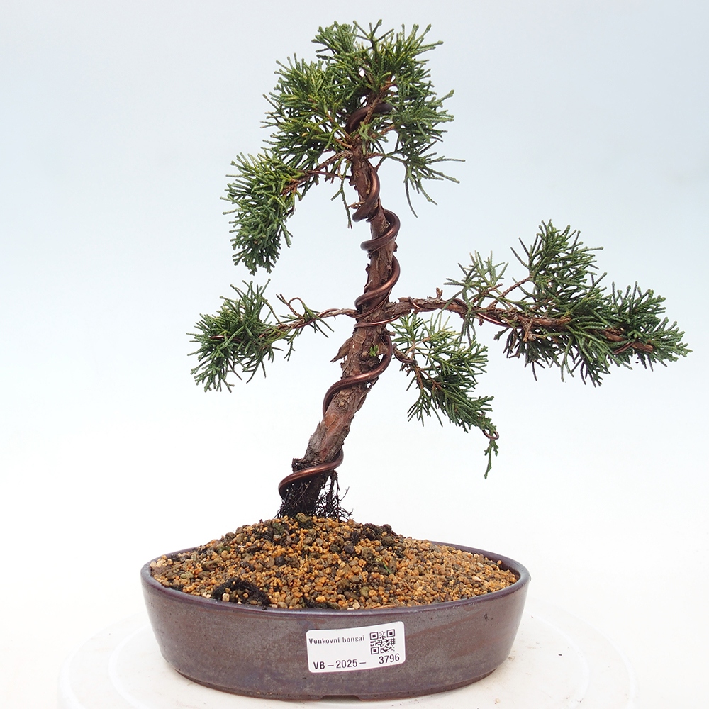 Bonsaï d'extérieur - Juniperus chinensis Kishu