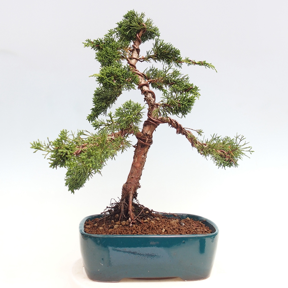 Bonsaï d'extérieur - Juniperus chinensis Kishu