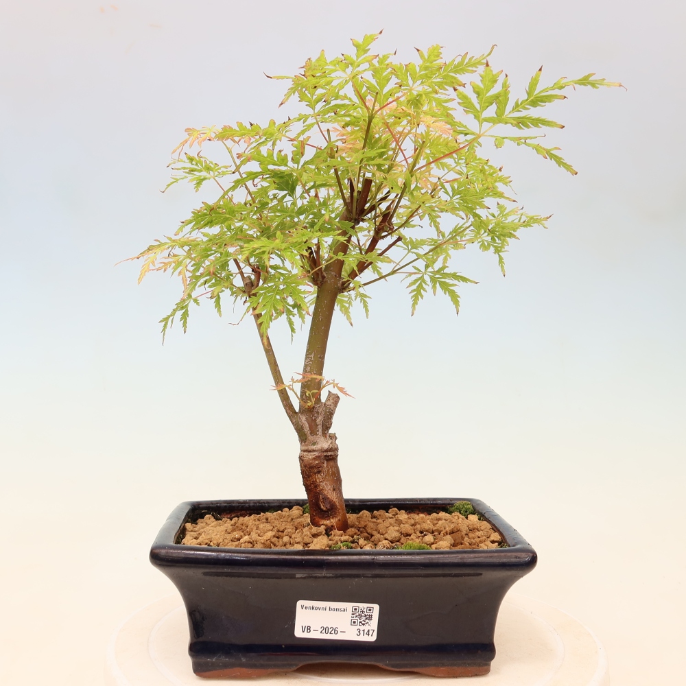 Bonsaï d'extérieur - Acer palmatum Dissectum