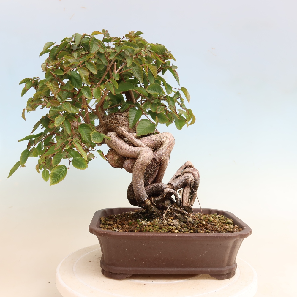 Bonsaï d'extérieur -Carpinus CARPINOIDES - Charme de Corée
