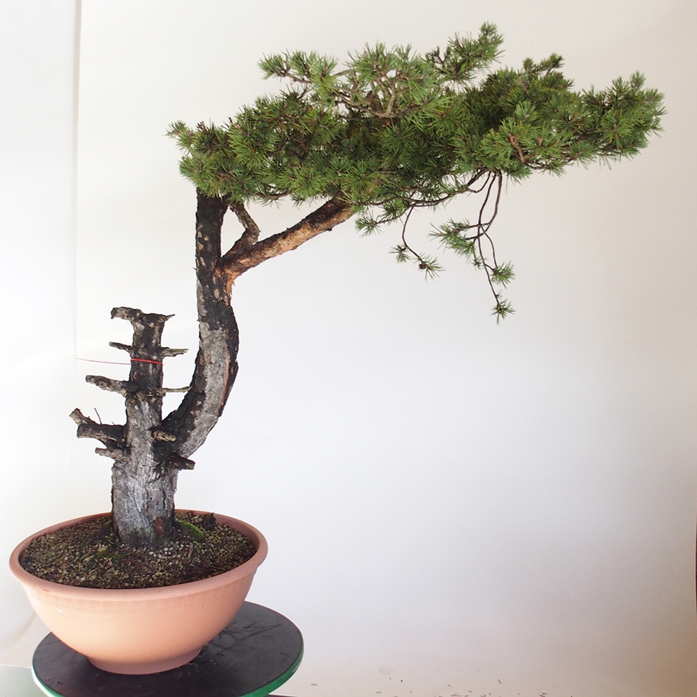 Yamadori - Pinus sylvestris Espagne