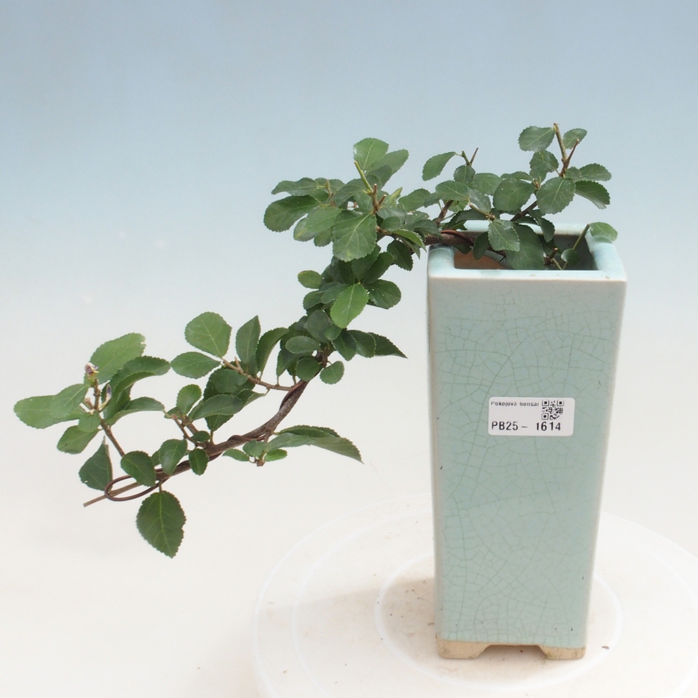 Bonsaï d'intérieur - Grewia occidentalis - Etoile de mer lavande