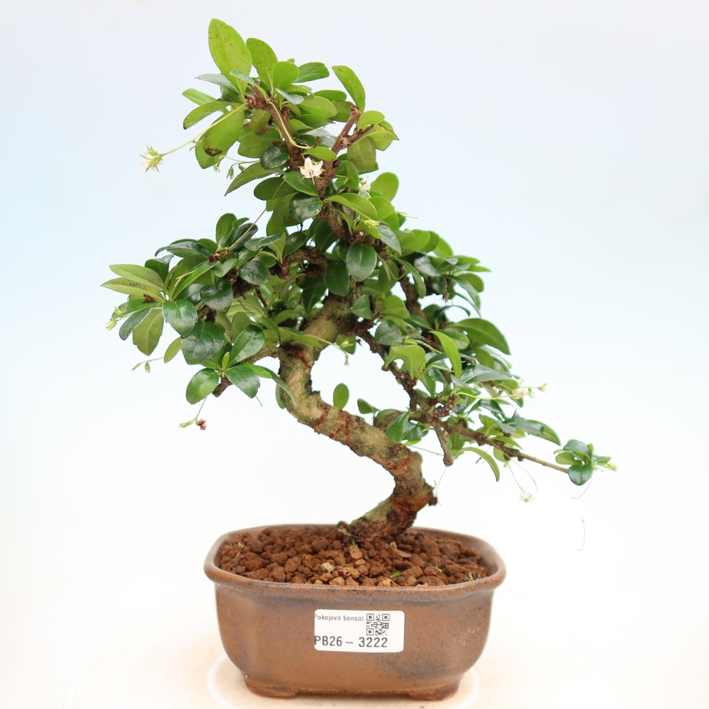 Bonsaï de chambre - Carmona macrophylla - Tea fuki
