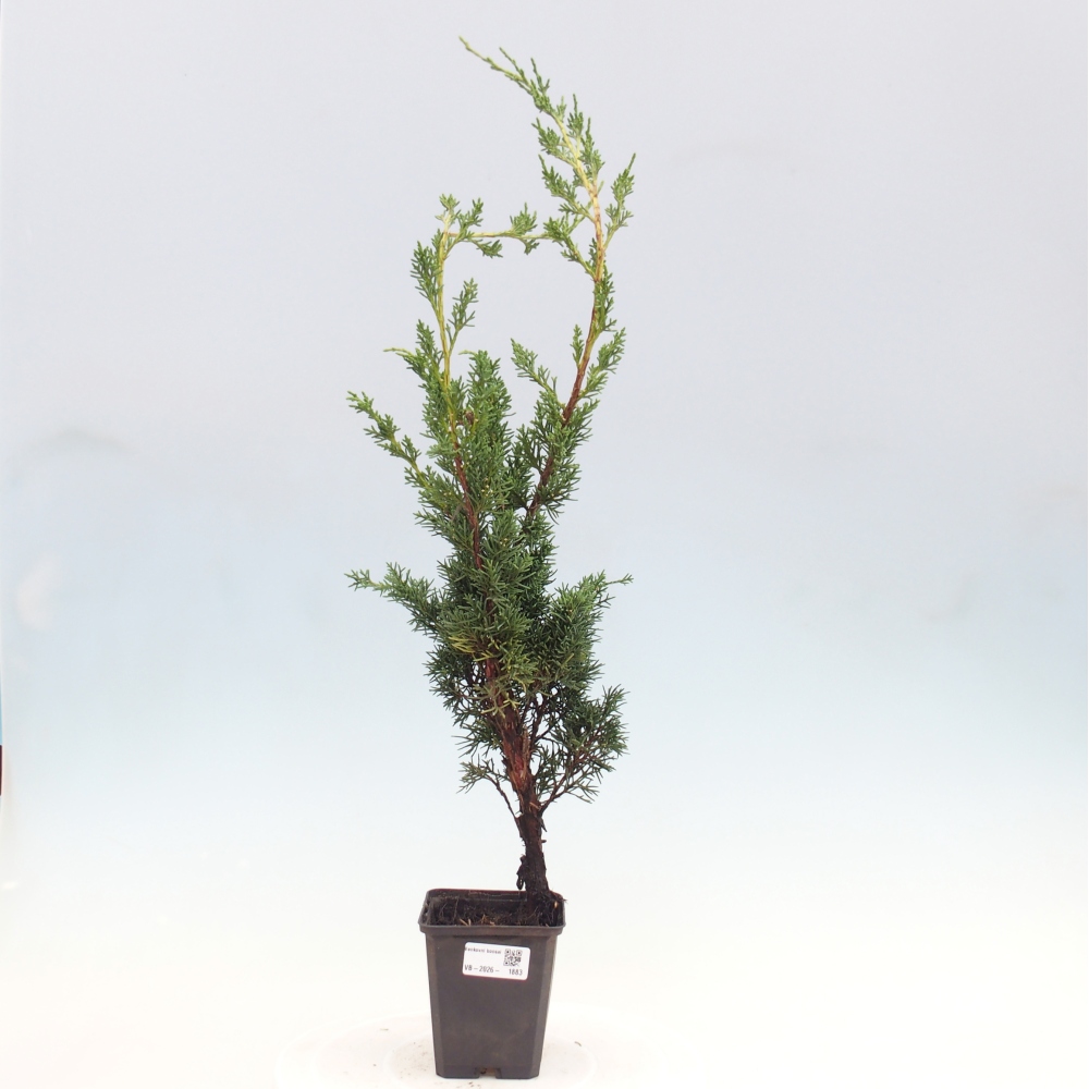 Bonsaï d'extérieur - Juniperus chinensis Kishu