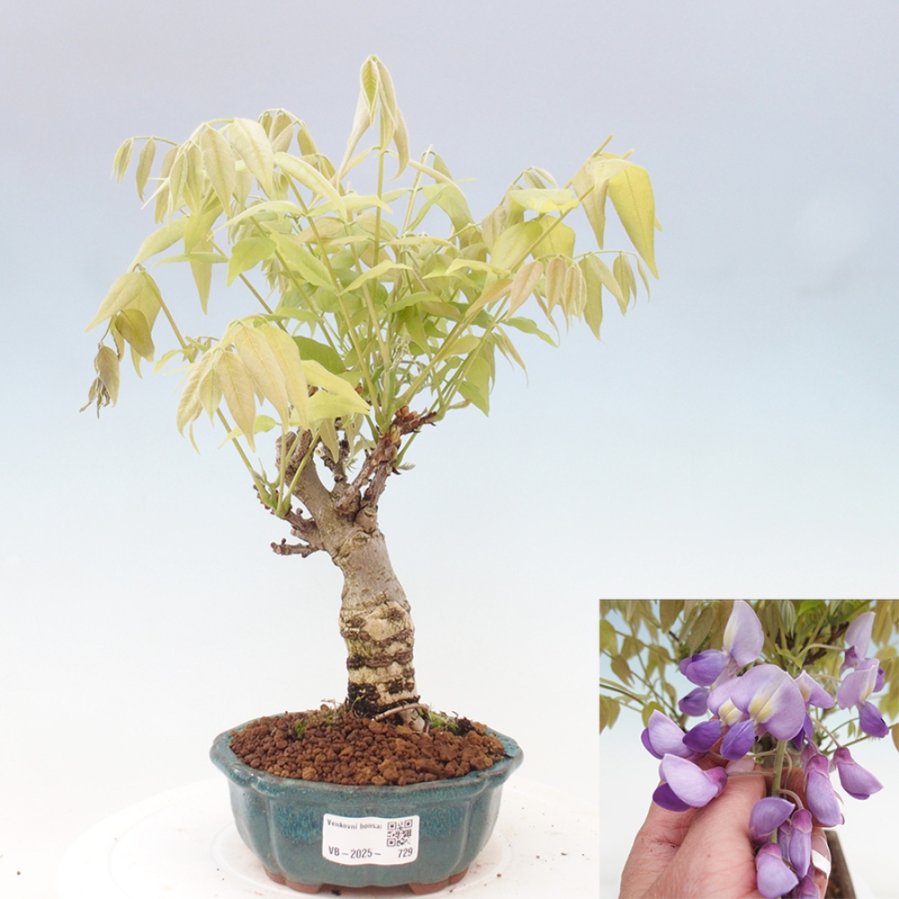 Bonsaï d'extérieur - Wisteria floribunda