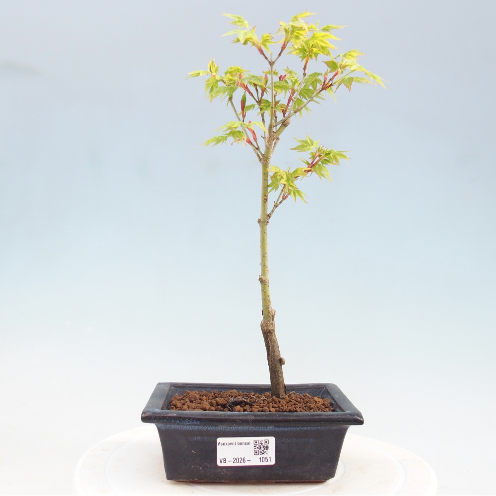 Acer palmatum Aureum - Érable doré