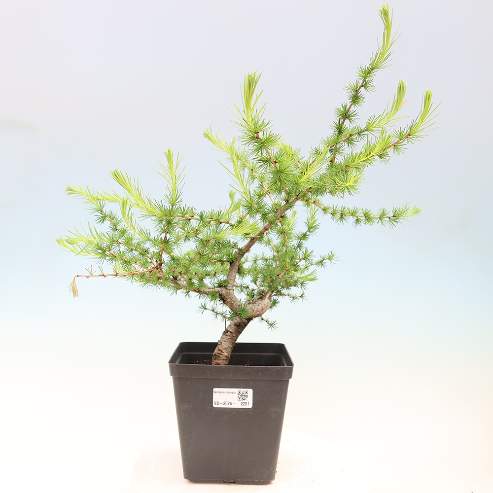 Bonsaï d'extérieur -Larix decidua - Mélèze
