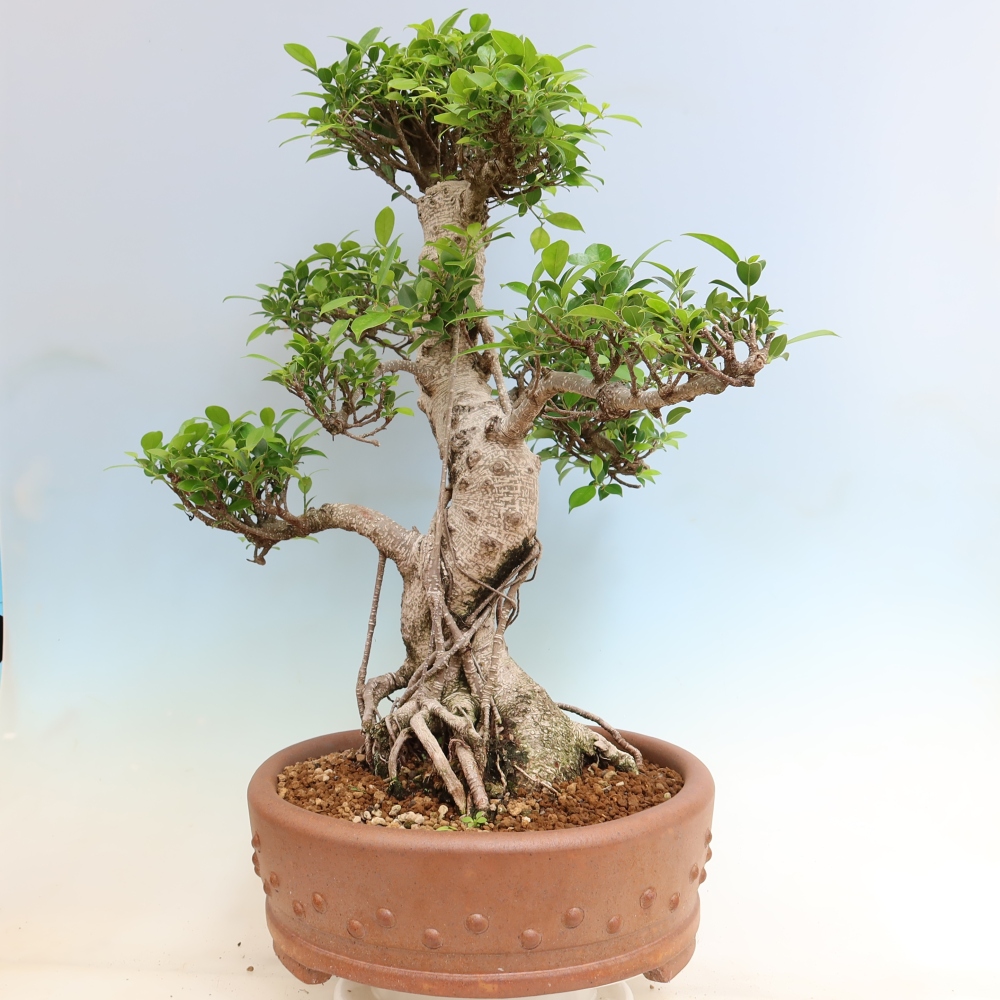 Salle bonsaï - Ficus kimmen - ficus à petites feuilles