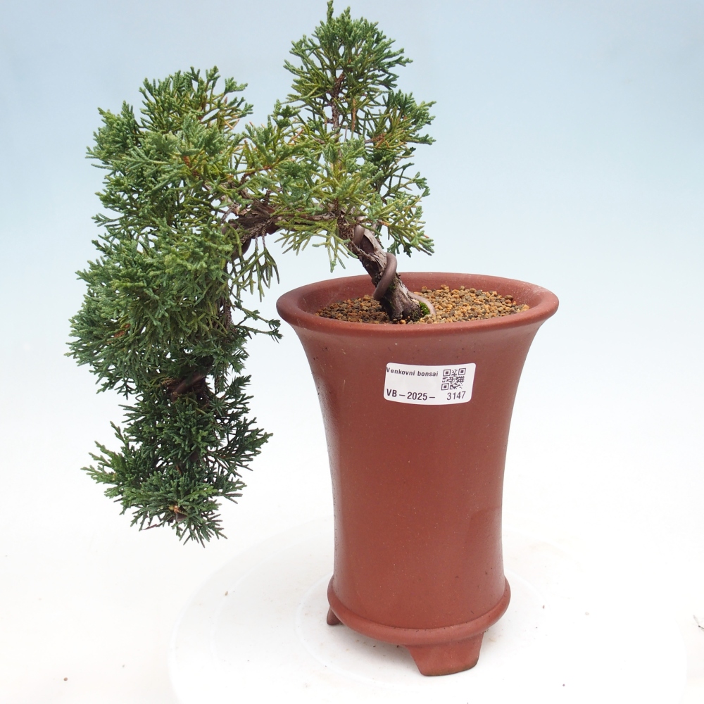 Bonsaï d'extérieur - Juniperus chinensis Kishu