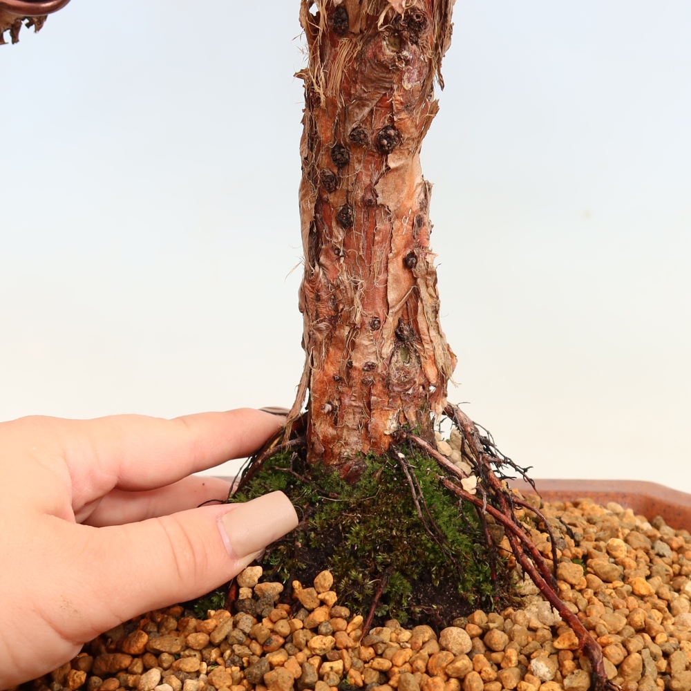 Bonsaï d'extérieur - Juniperus chinensis Kishu