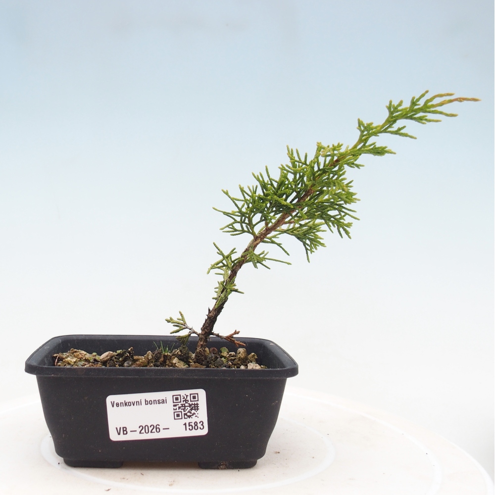 Bonsaï d'extérieur - Juniperus chinensis Itoigawa