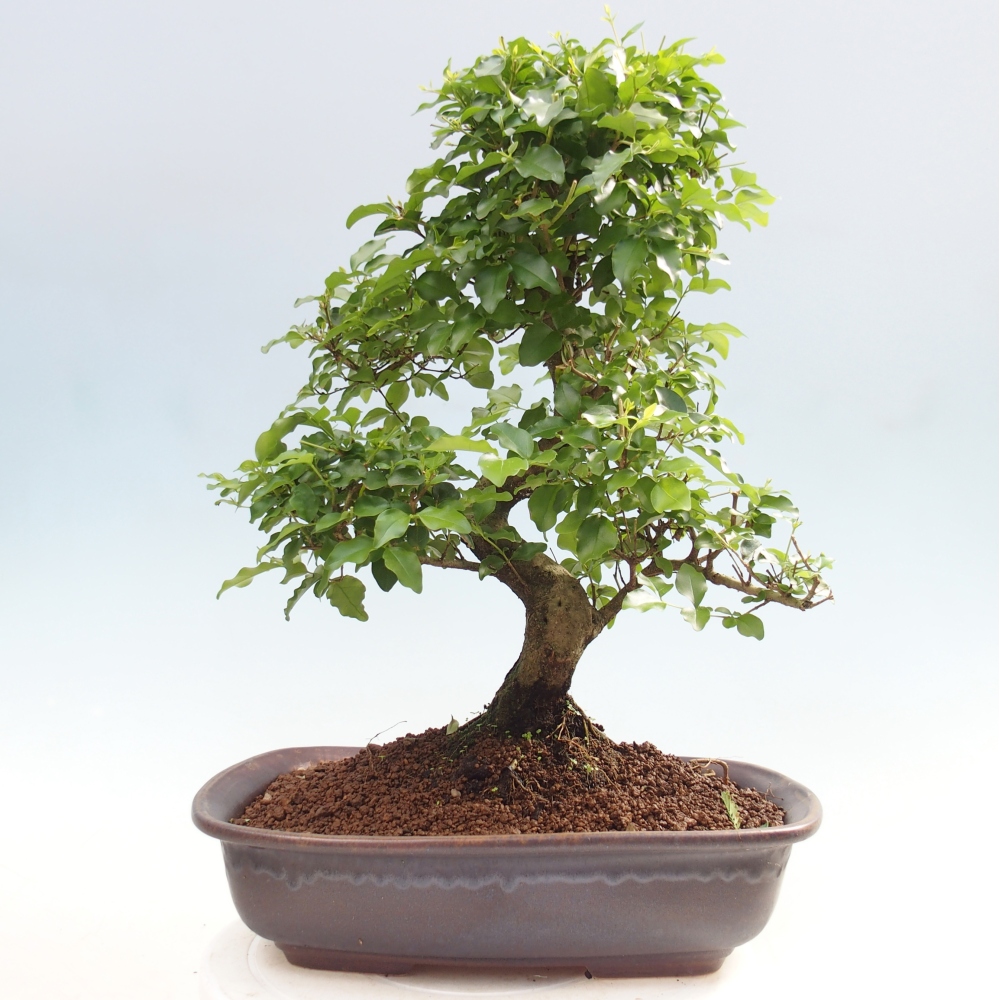 Bonsaï de chambre -Ligustrum chinensis - Bec d'oiseau