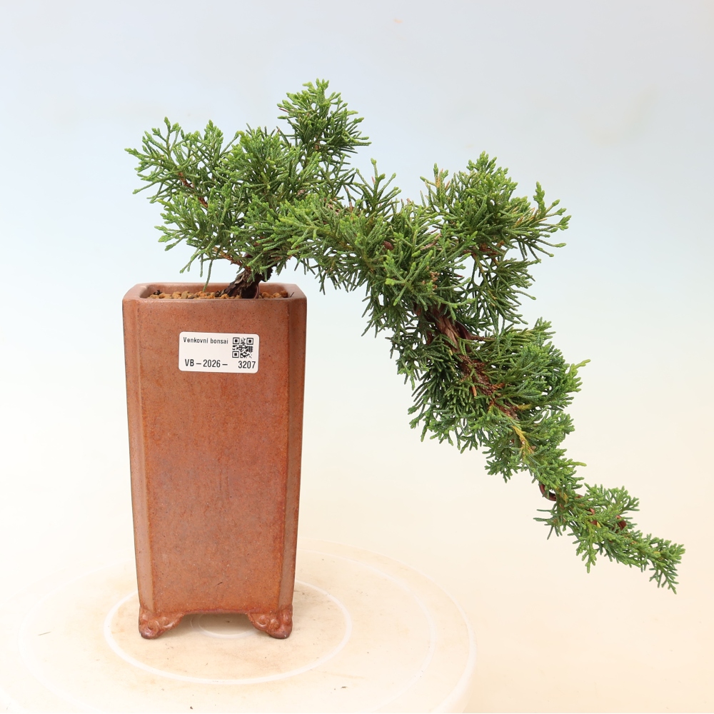 Bonsaï d'extérieur - Juniperus chinensis Kishu