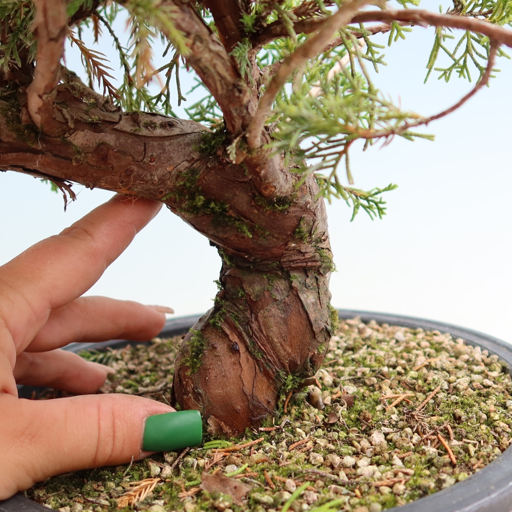 Bonsaï d'extérieur - Juniperus chinensis Itoigawa-Juniperus chinensis