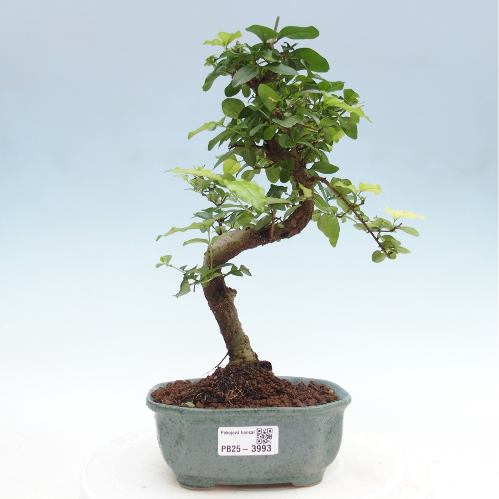 Bonsaï de chambre -Ligustrum chinensis - Bec d'oiseau