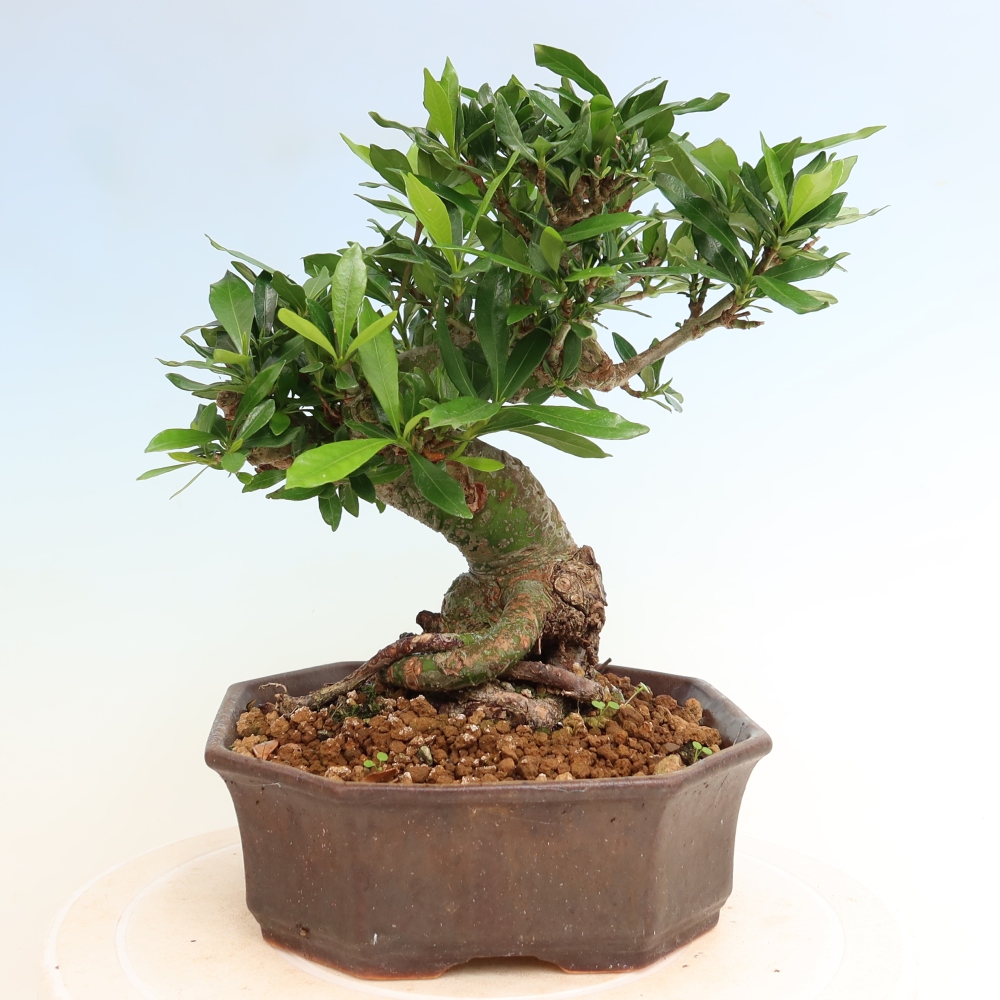 Bonsaï de chambre - Gardenia jasminoides-Gardenia